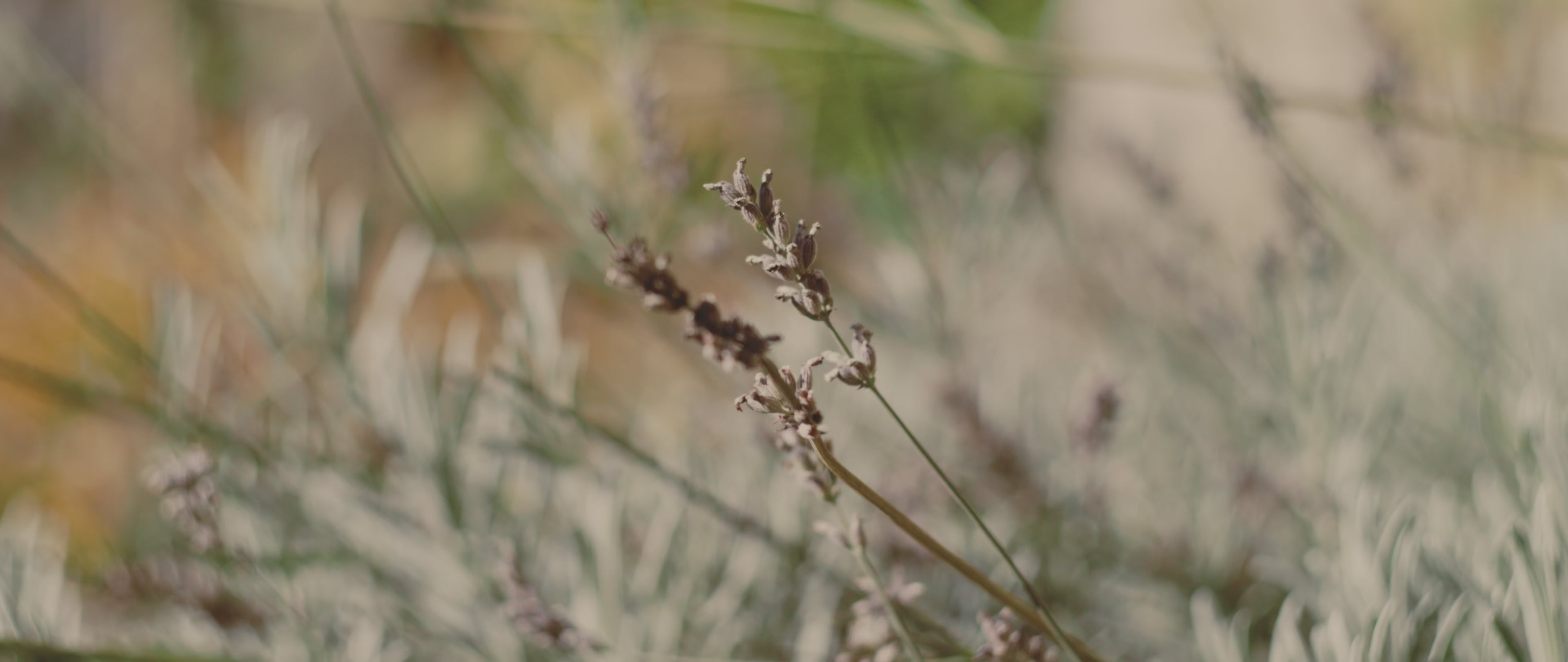 Carica video: 